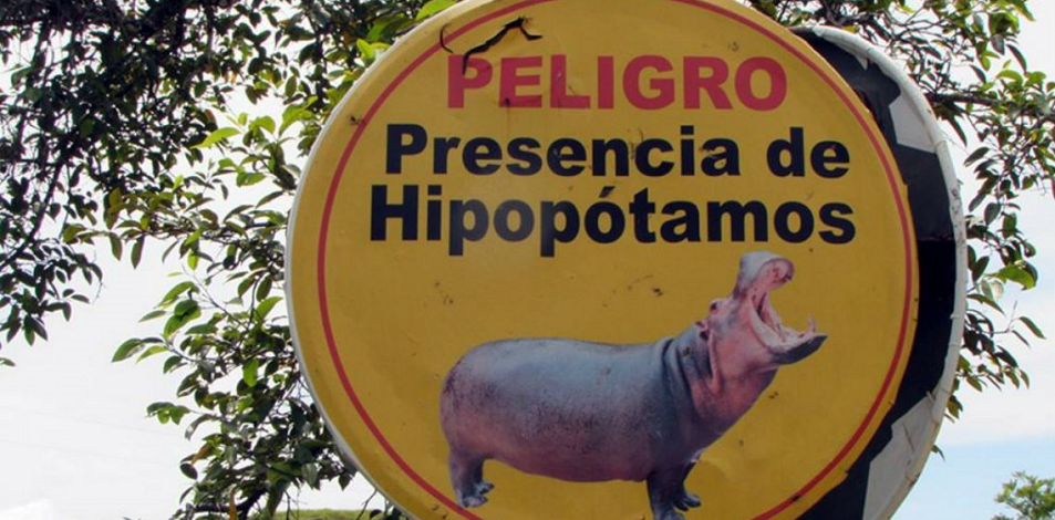 Hipopótamos, el legado de Pablo Escobar que se vende ilegalmente en Colombia