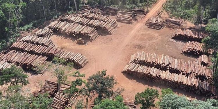 Alerta de desmatamento na Amazônia batem recorde em fevereiro no governo Lula