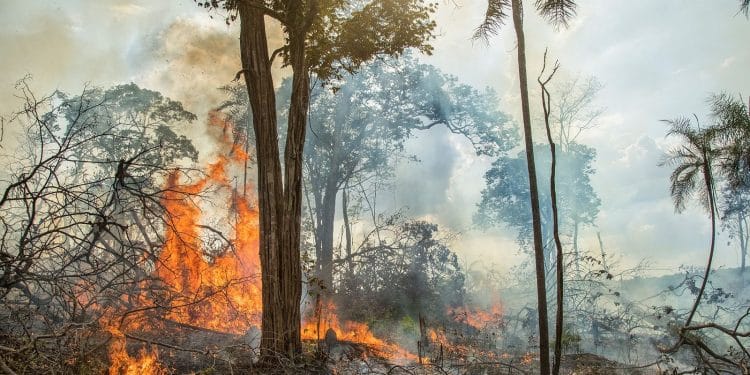Alerta por crecimiento de la deforestación en el Amazonas con gobierno de Lula