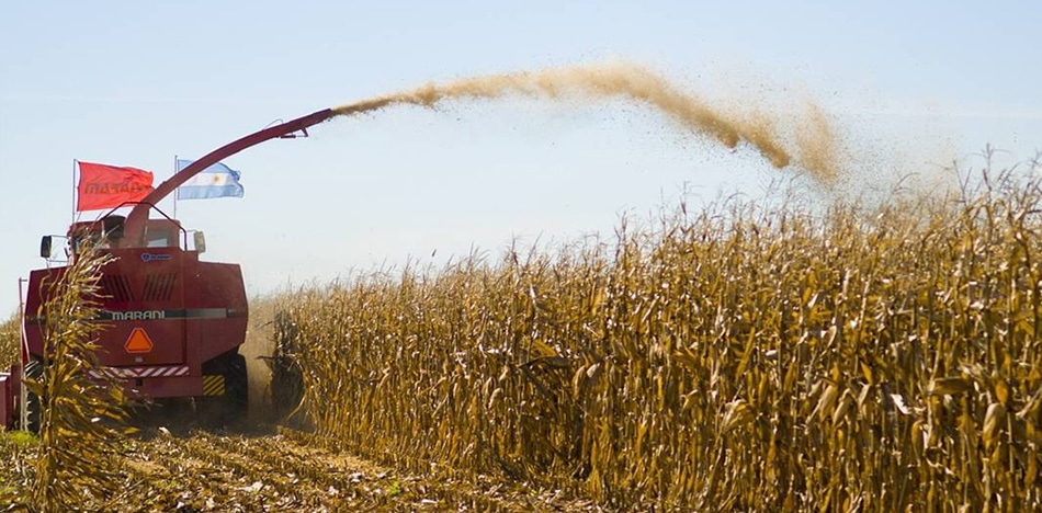 Cae 74 % ingreso de divisas a Argentina por exportación de granos