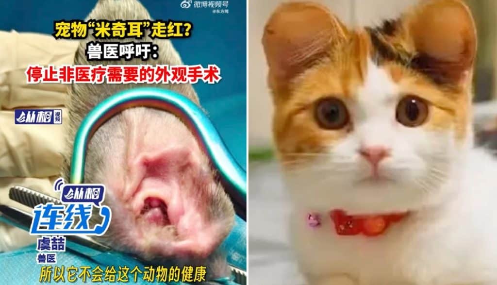Cercenar orejas de mascotas al estilo de Mickey Mouse: la nueva moda en China