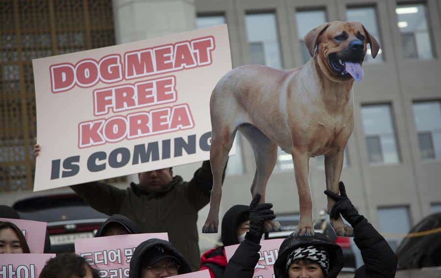 En China, la carne de perro se vende principalmente en algunas provincias del sur y el consumo es legal en todo el país, excepto en algunas ciudades como Zhuhai y Shenzhen.