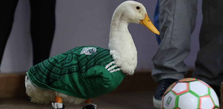 Patos, remos y mucho rosa, las anécdotas que se roban el 'show' en el Mundial