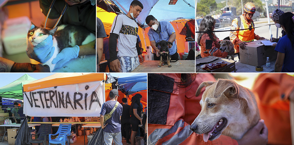 REFUGIOS-DE-ANIMALES-EFE-