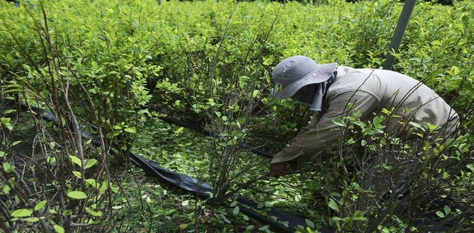 Los subsidios colombianos antinarcóticos incentivan la producción de coca