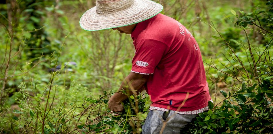 Nuevo récord en cultivos de coca y producción de cocaína en Colombia